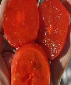 SN Persimmon Trees - Rosseyanka (Astringent)