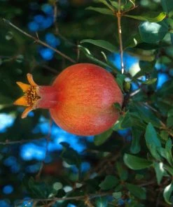 SN Pomegranate Trees - Russian #26 FRUIT COLLECTION