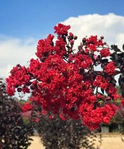 SN Crape Myrtle - Black Diamond Red Hot