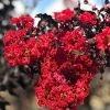 SN Crape Myrtle - Black Diamond Red Hot