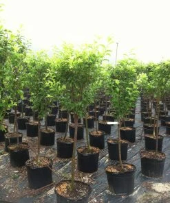 SN Plum Trees - Santa Rosa